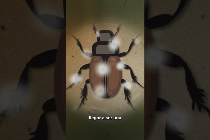 Embedded thumbnail for Hongos entomopatógenos para el control de plagas | IMAGO