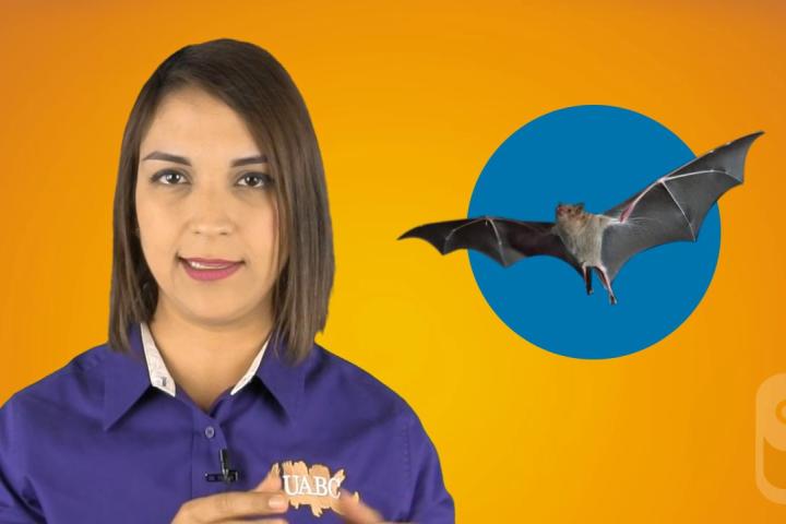 Embedded thumbnail for Bats - Vitamin C 